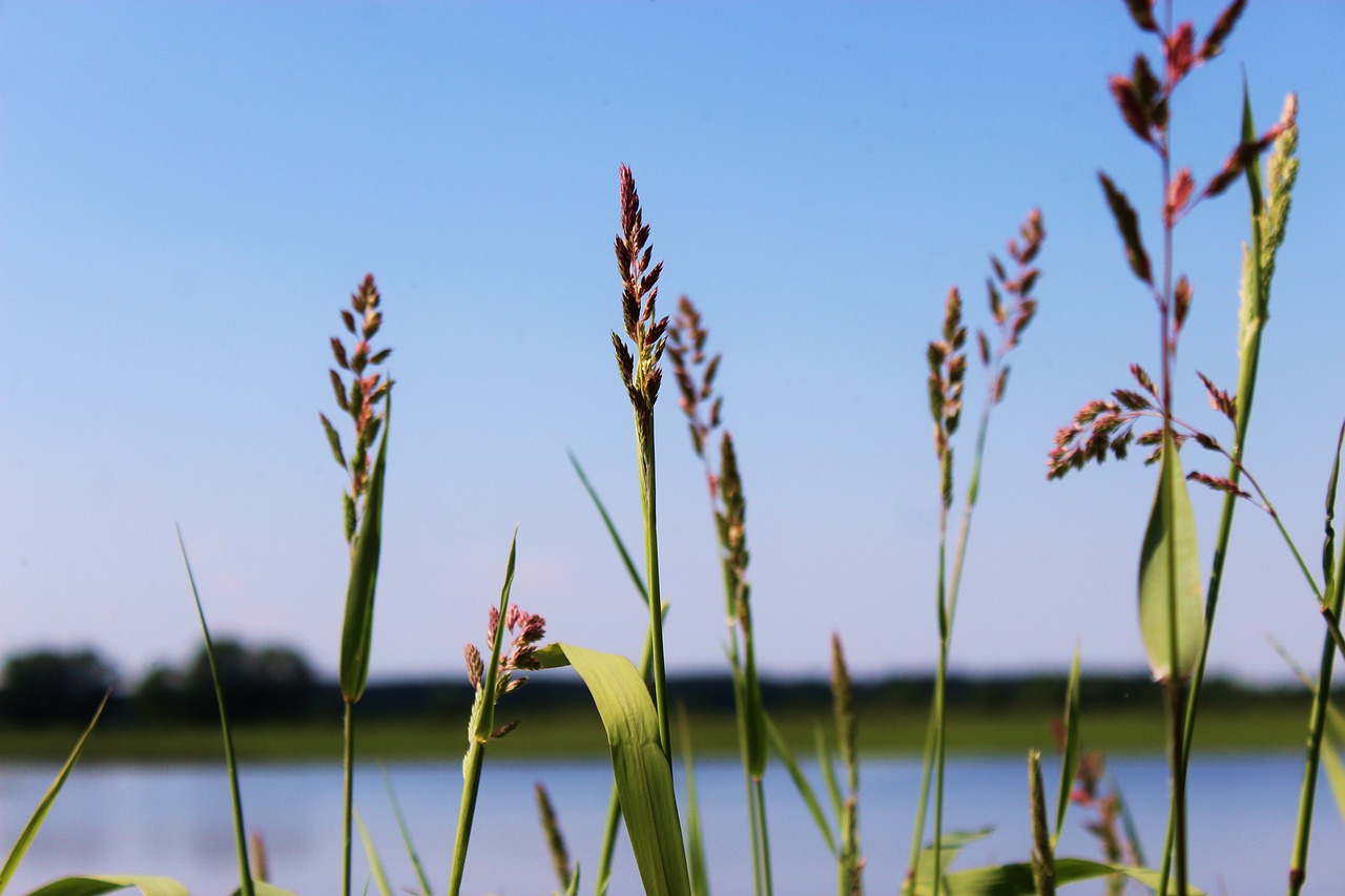 grass  river  pond free photo