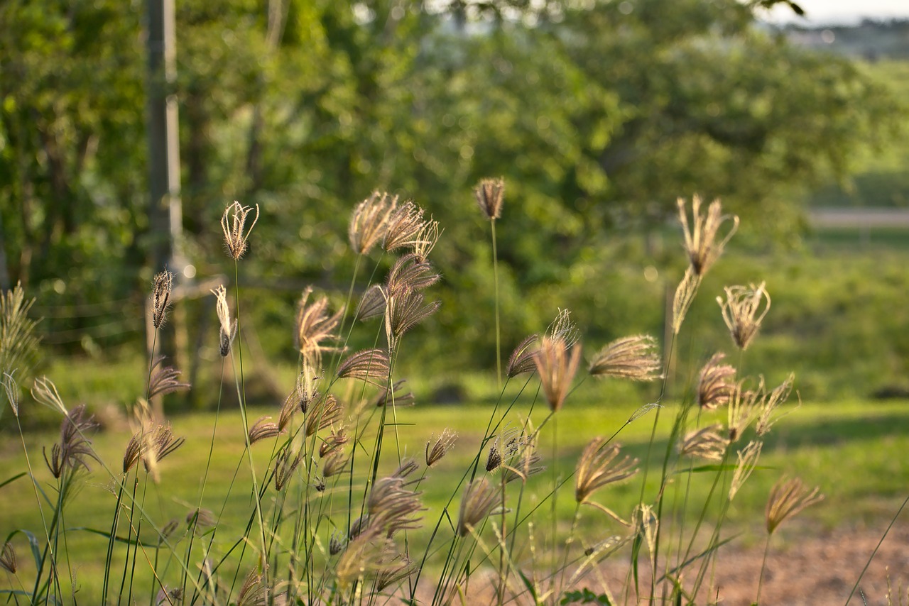 grass  growth  nature free photo