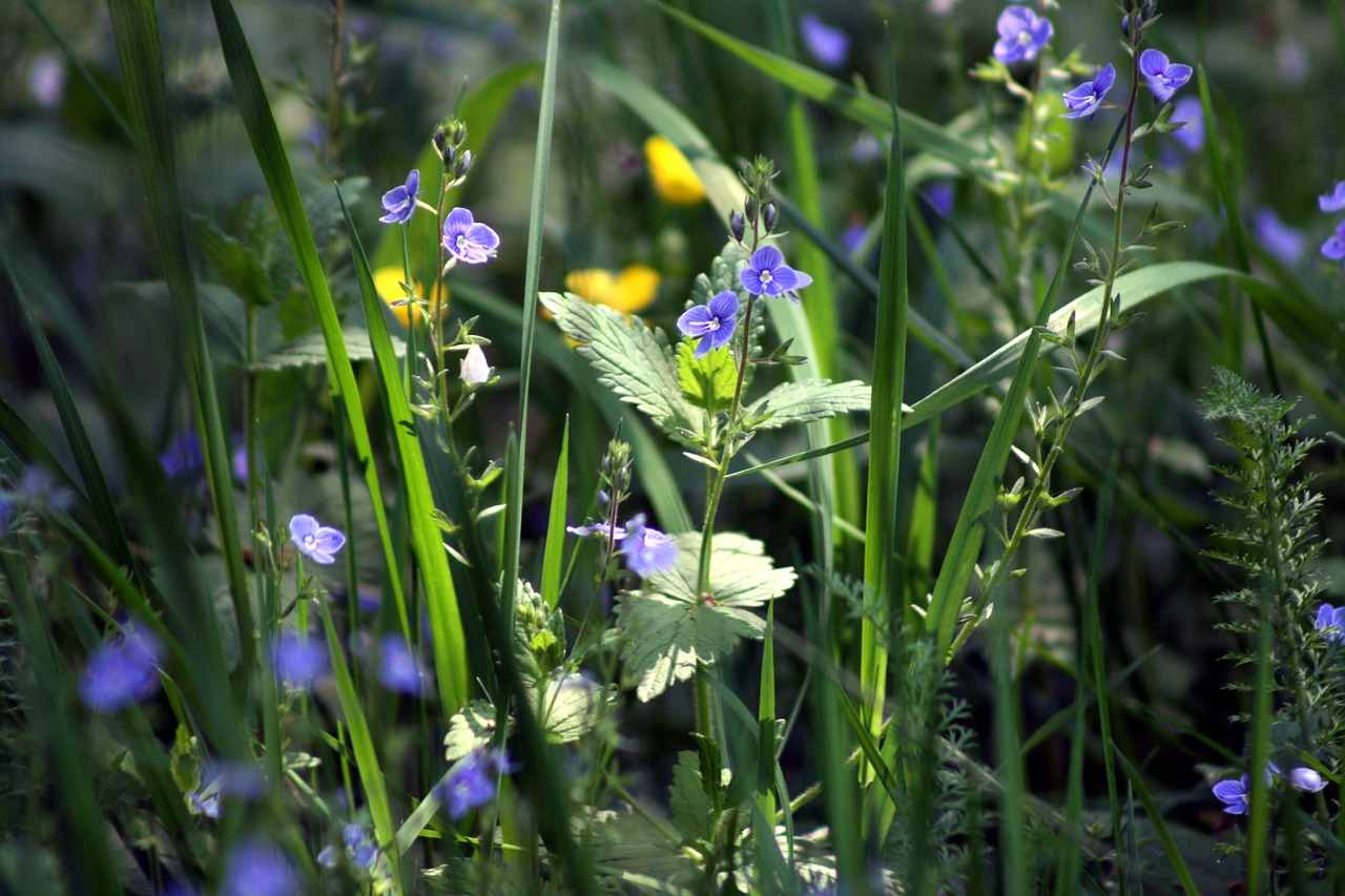 grass  flowers  green free photo