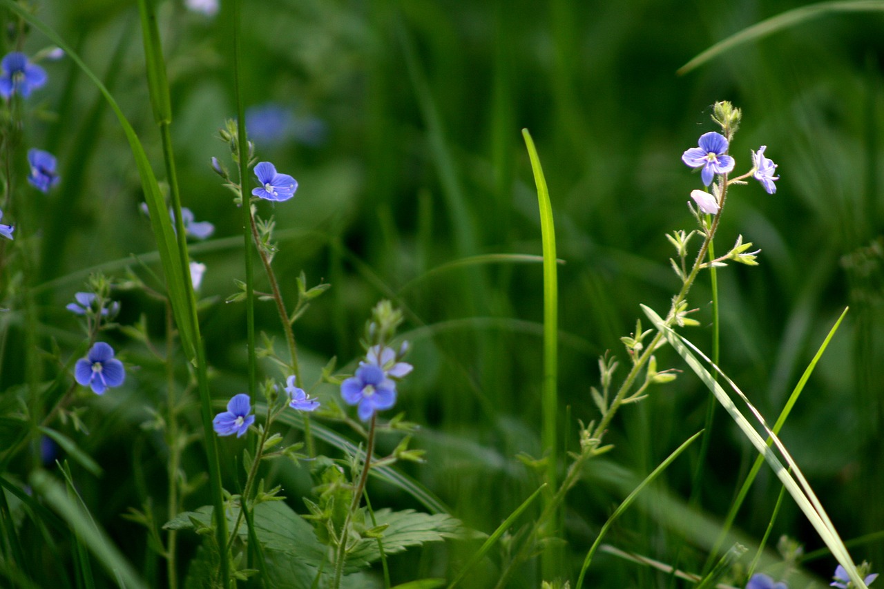 grass  flowers  nature free photo