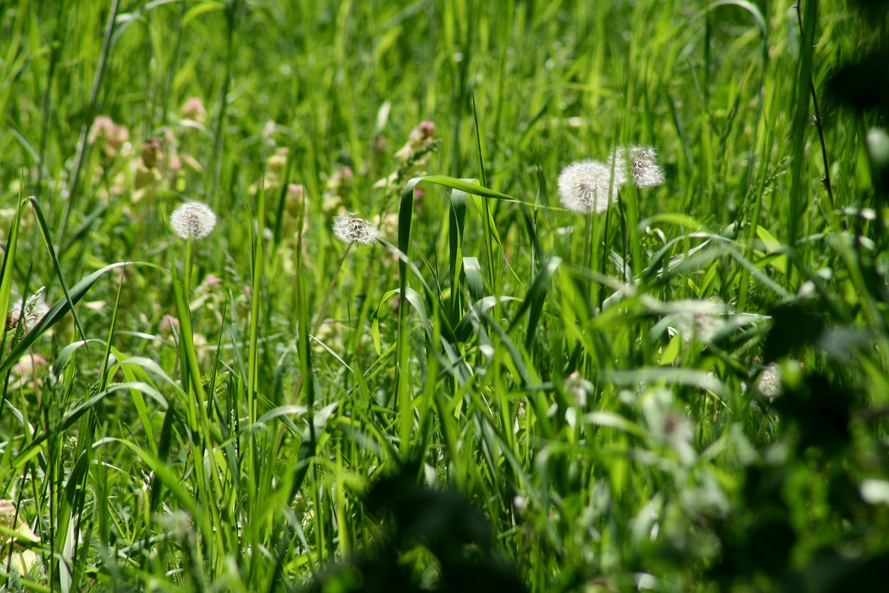 grass  dandelion  green free photo