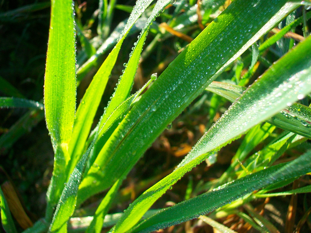 grass  dew  dew on grass free photo