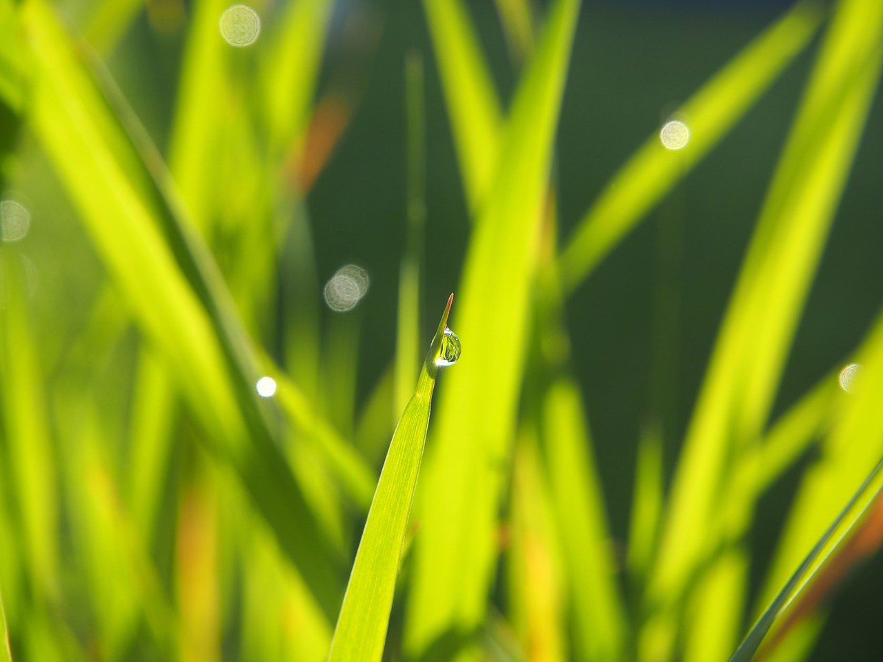 grass  green  dewdrop free photo