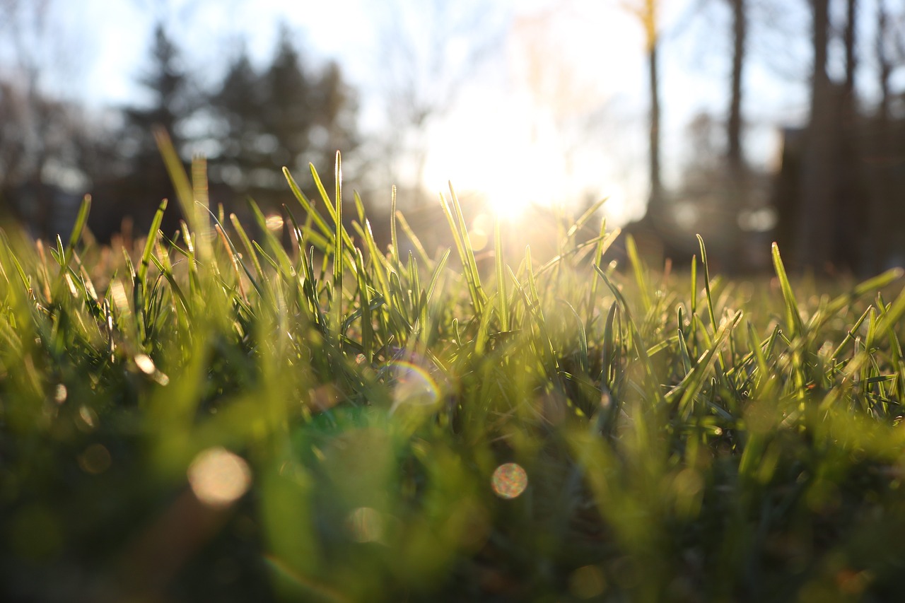 grass  landscape  green free photo