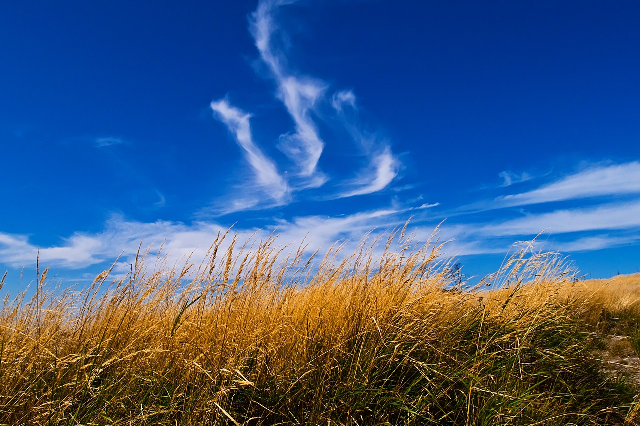 grass sky landscape free photo
