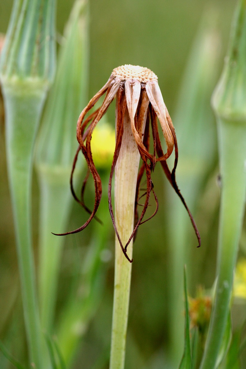 grass  flower  nature free photo