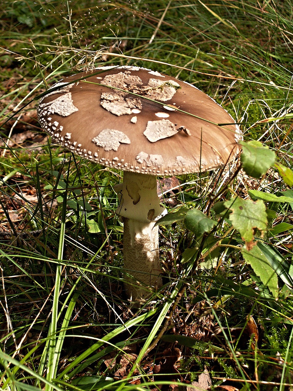 grass fungus mochomůrka free photo