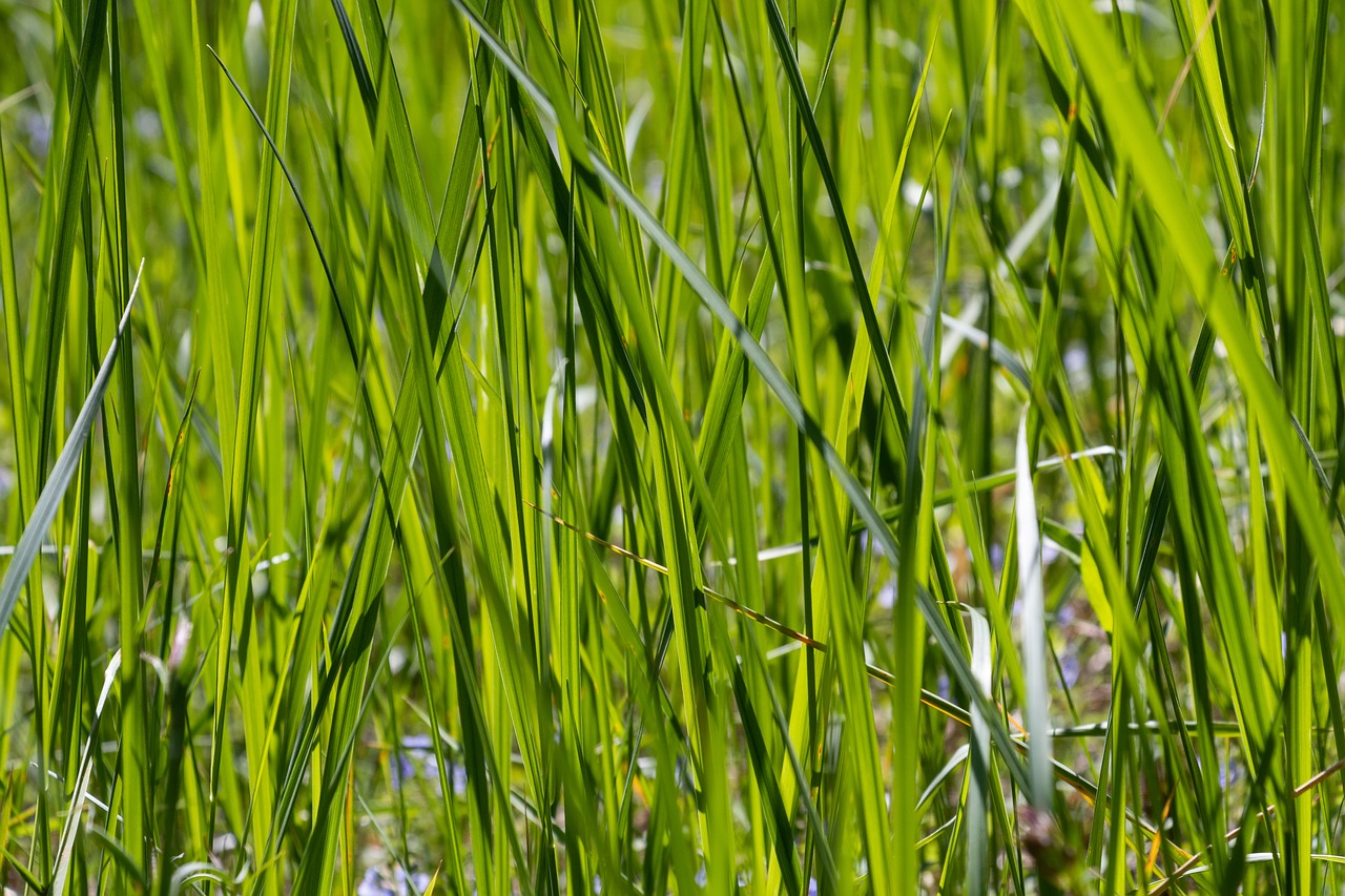 grass  summer  greens free photo