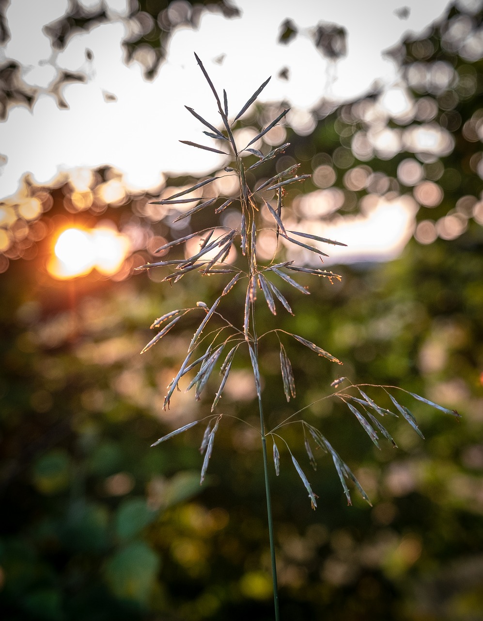 grass  blade of grass  leaves free photo