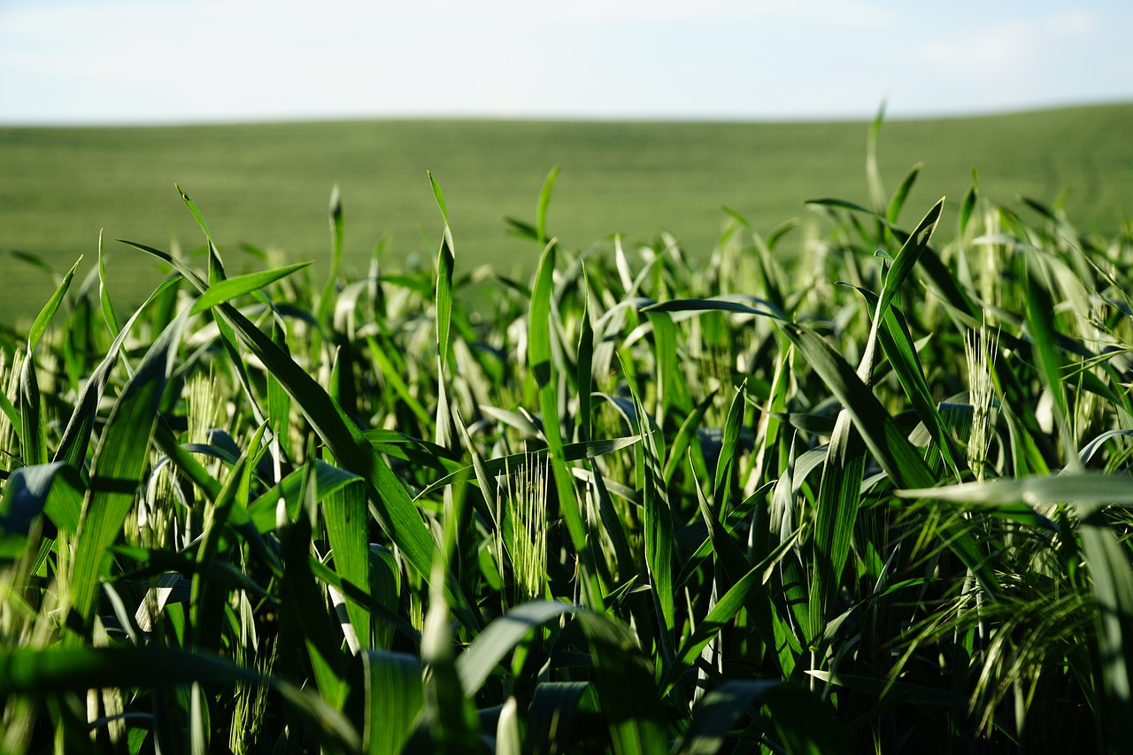 grass  green  sky free photo