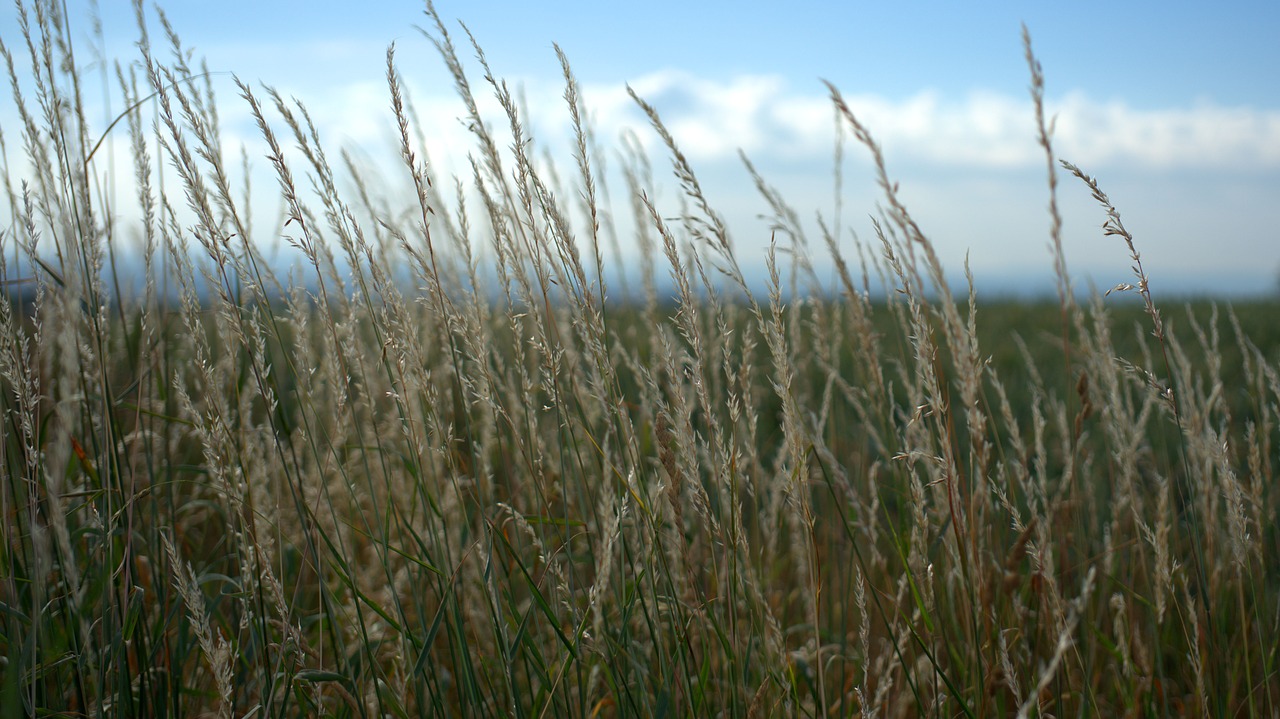 grass  landscape  nature free photo