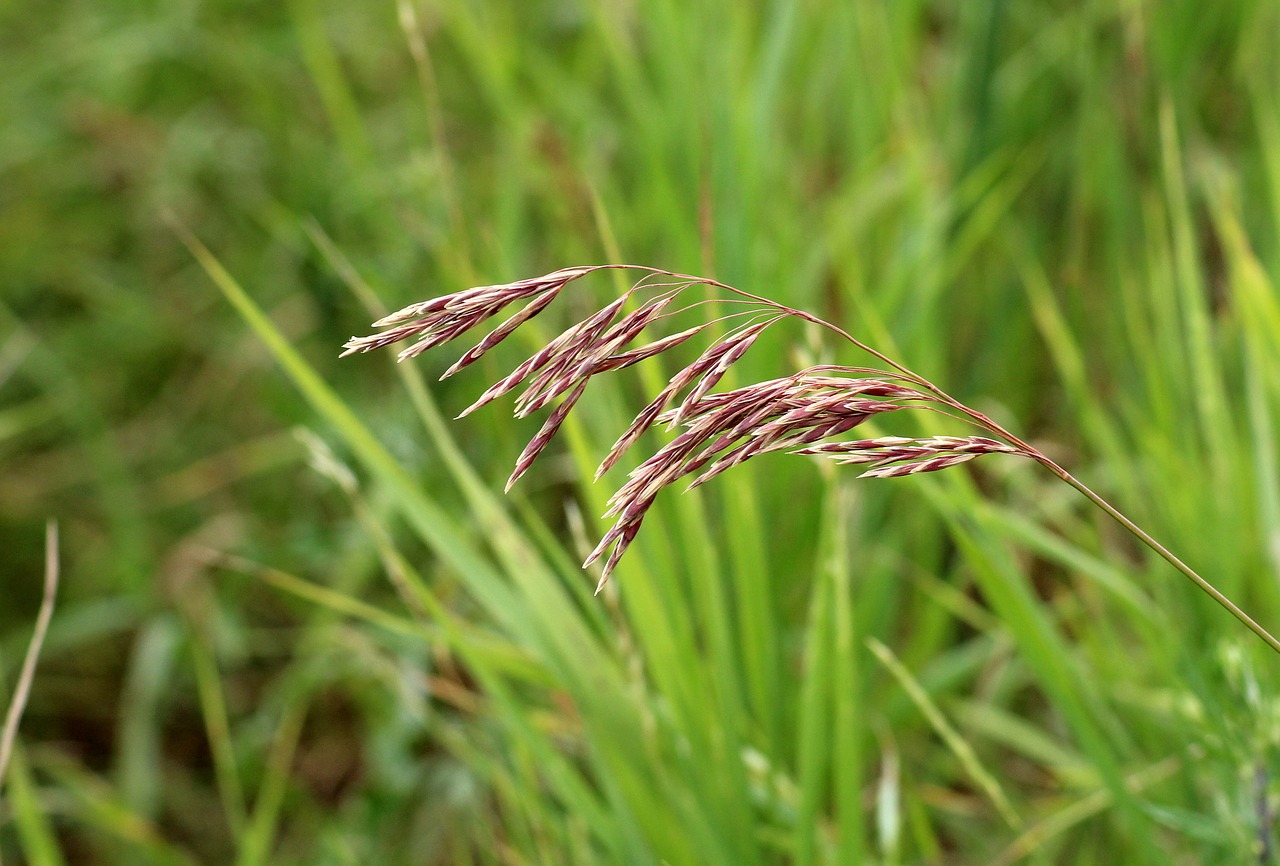 grass  meadow  figure free photo