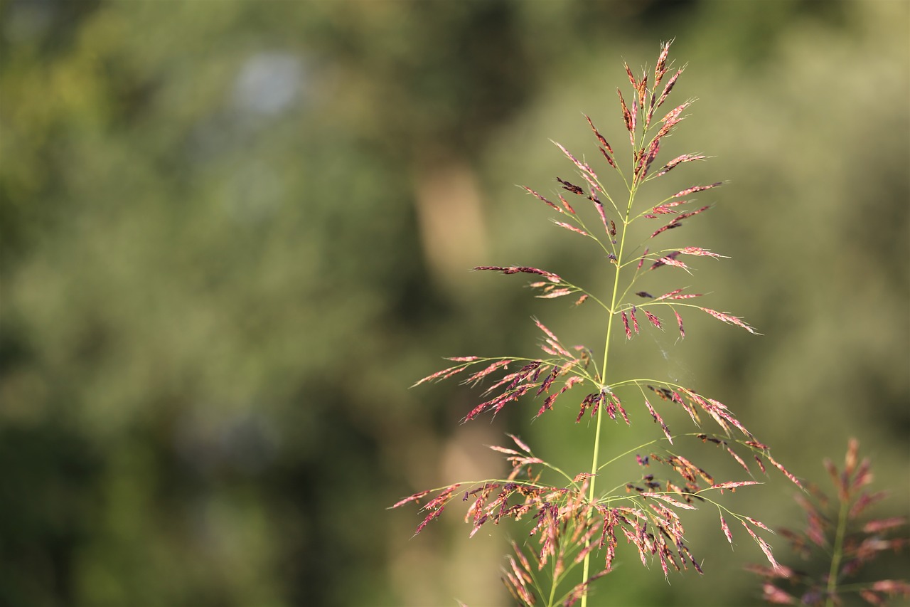 grass  nature  meadow free photo