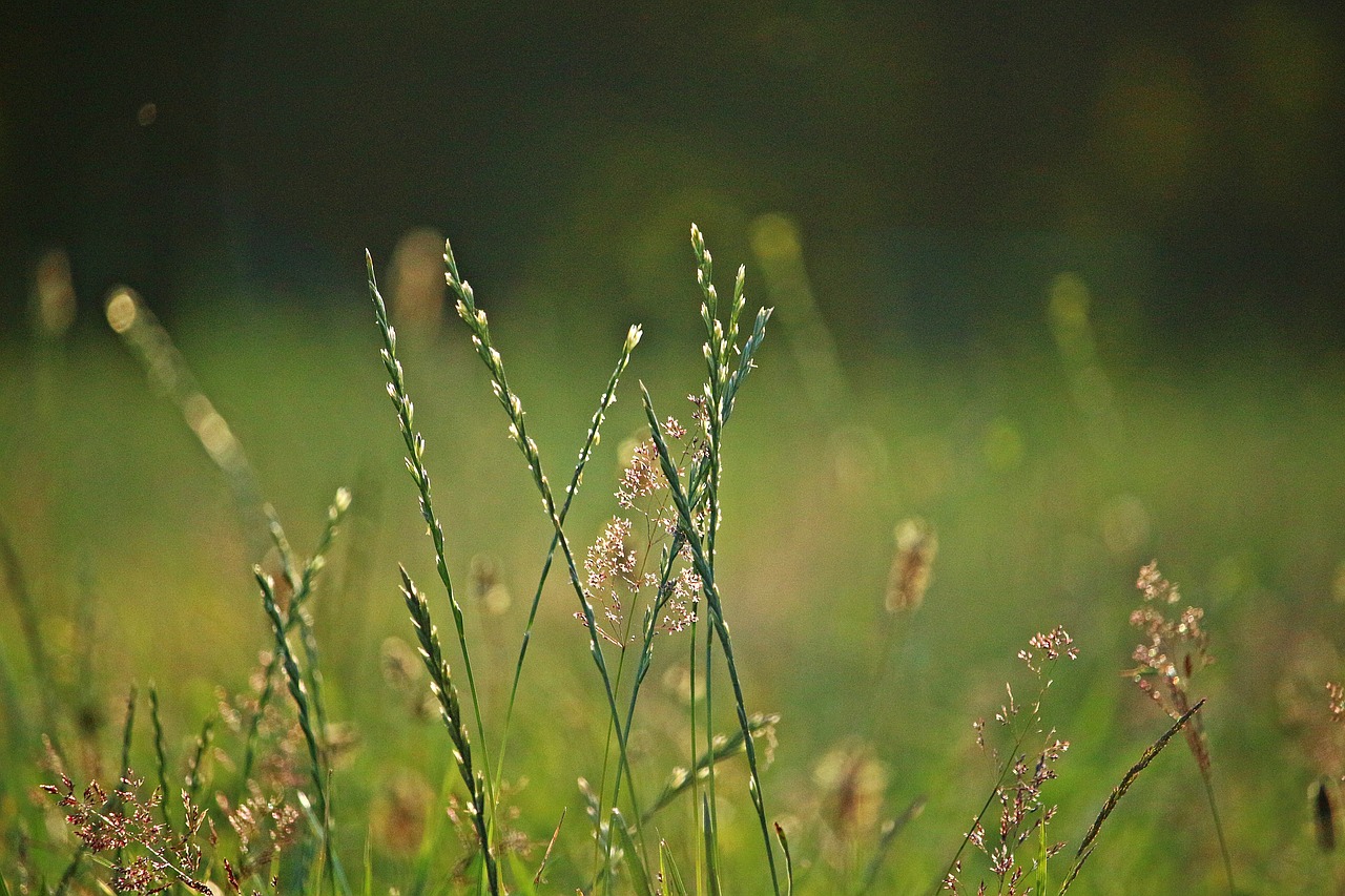 grass  morgenstimmung  plant free photo