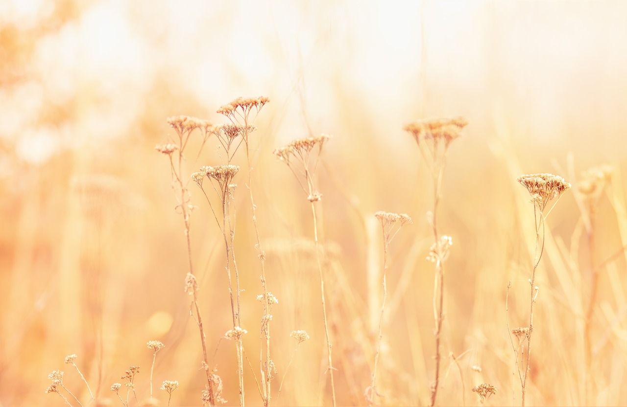 grass  autumn  nature free photo