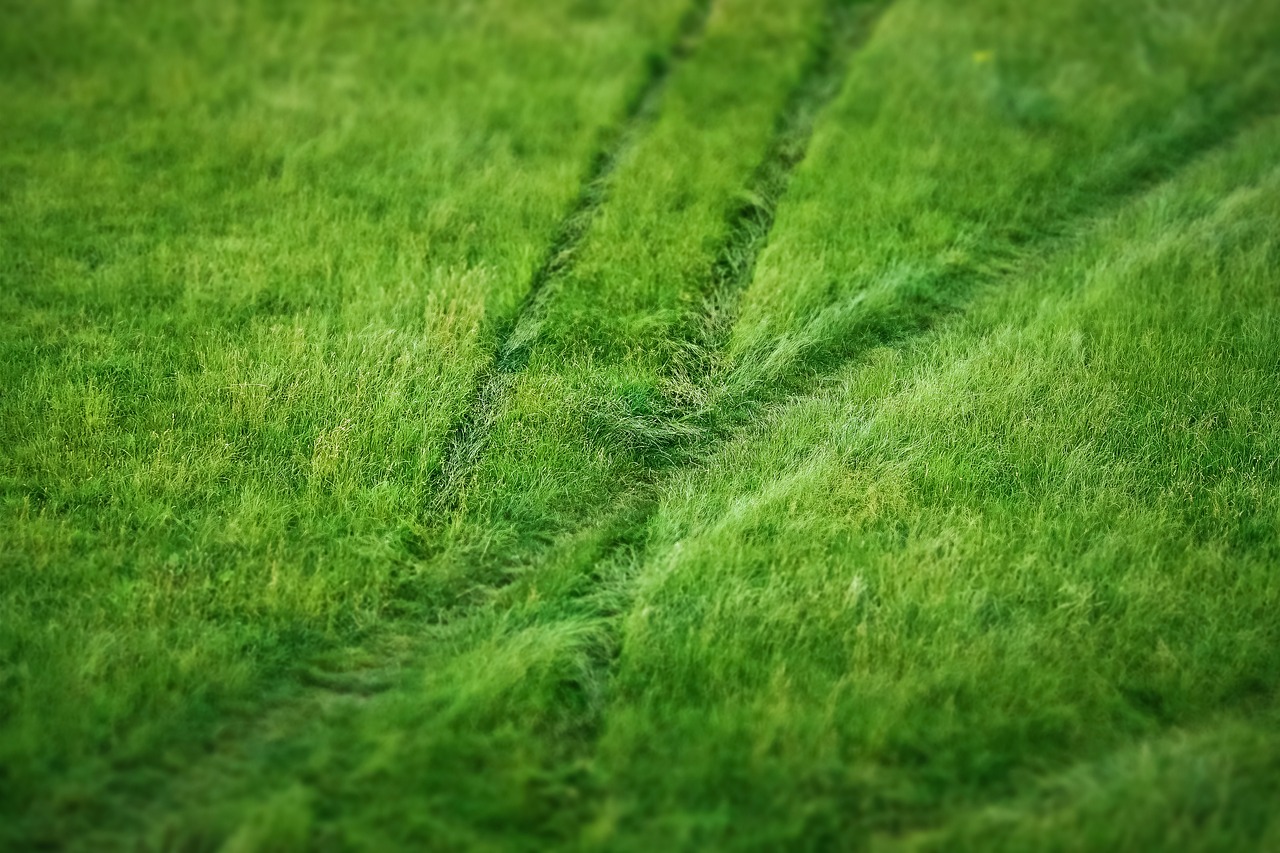 grass  meadow  nature free photo