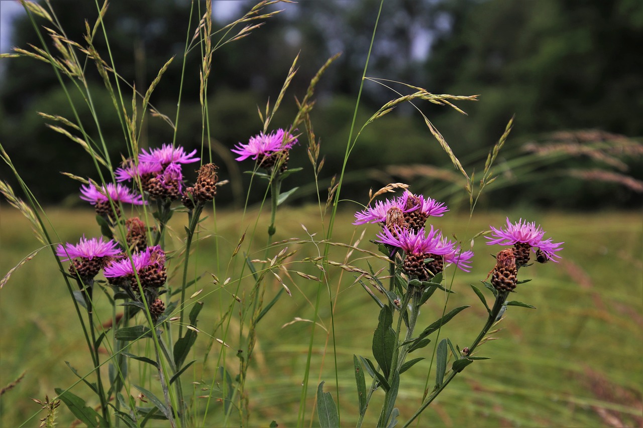 grass  thistles  meadow free photo