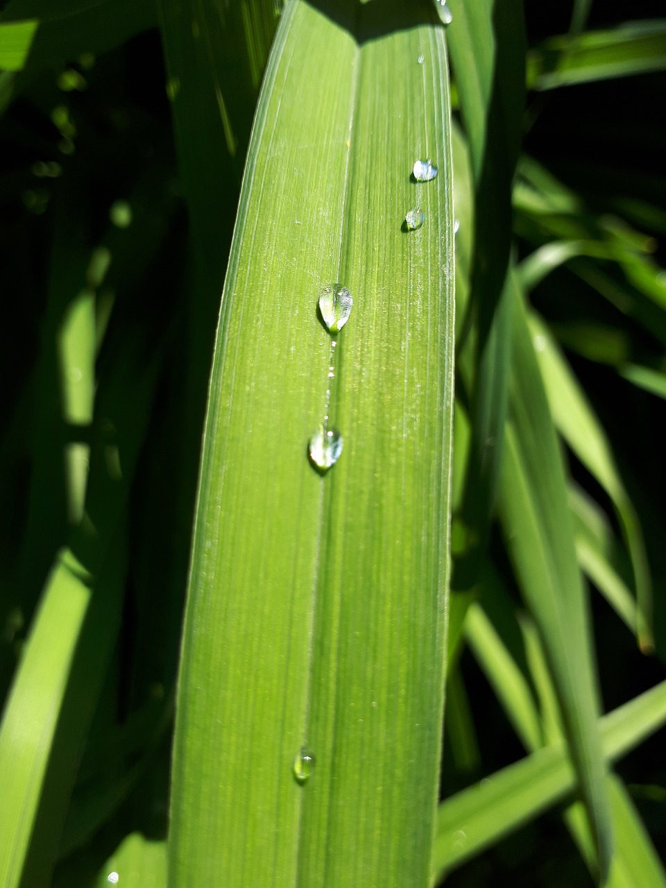 grass  drop  summer free photo