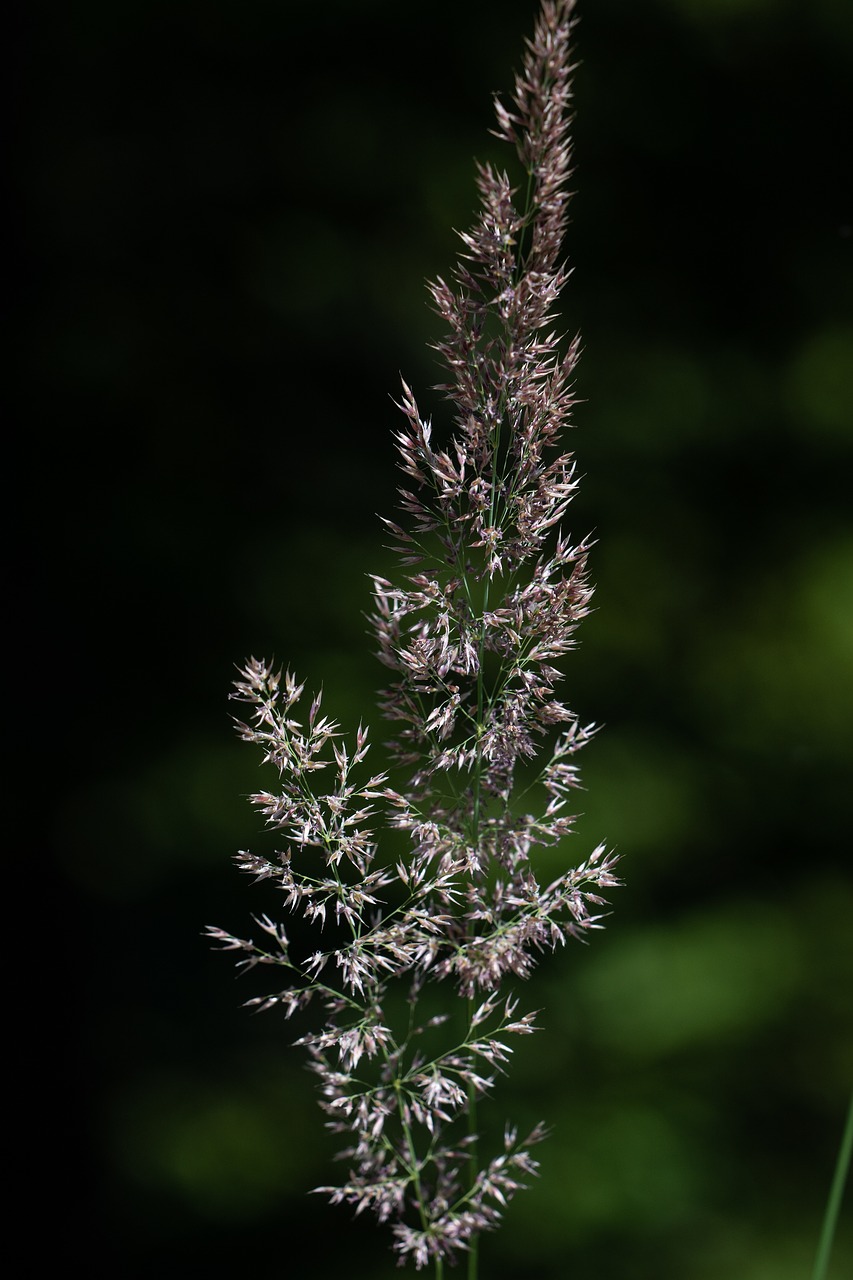 grass  seeds  nature free photo