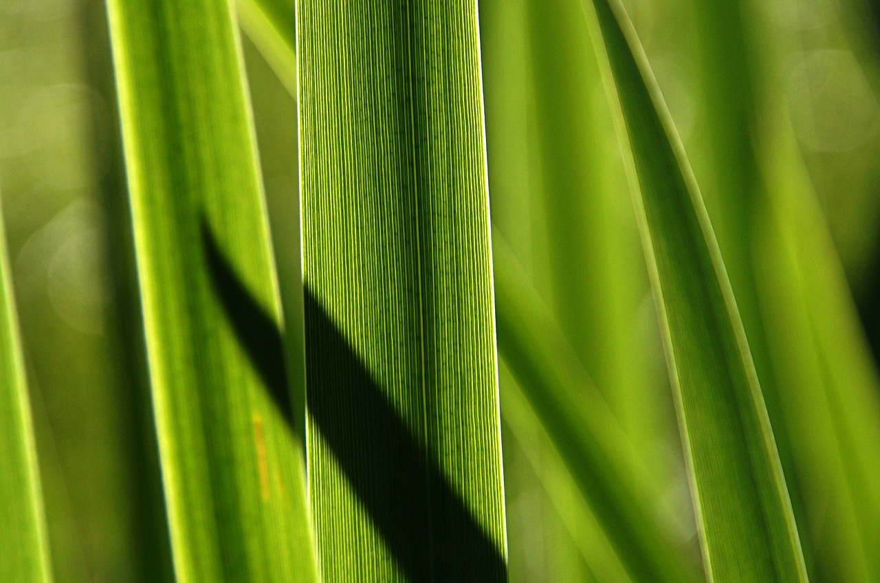 grass  reed  shadow free photo