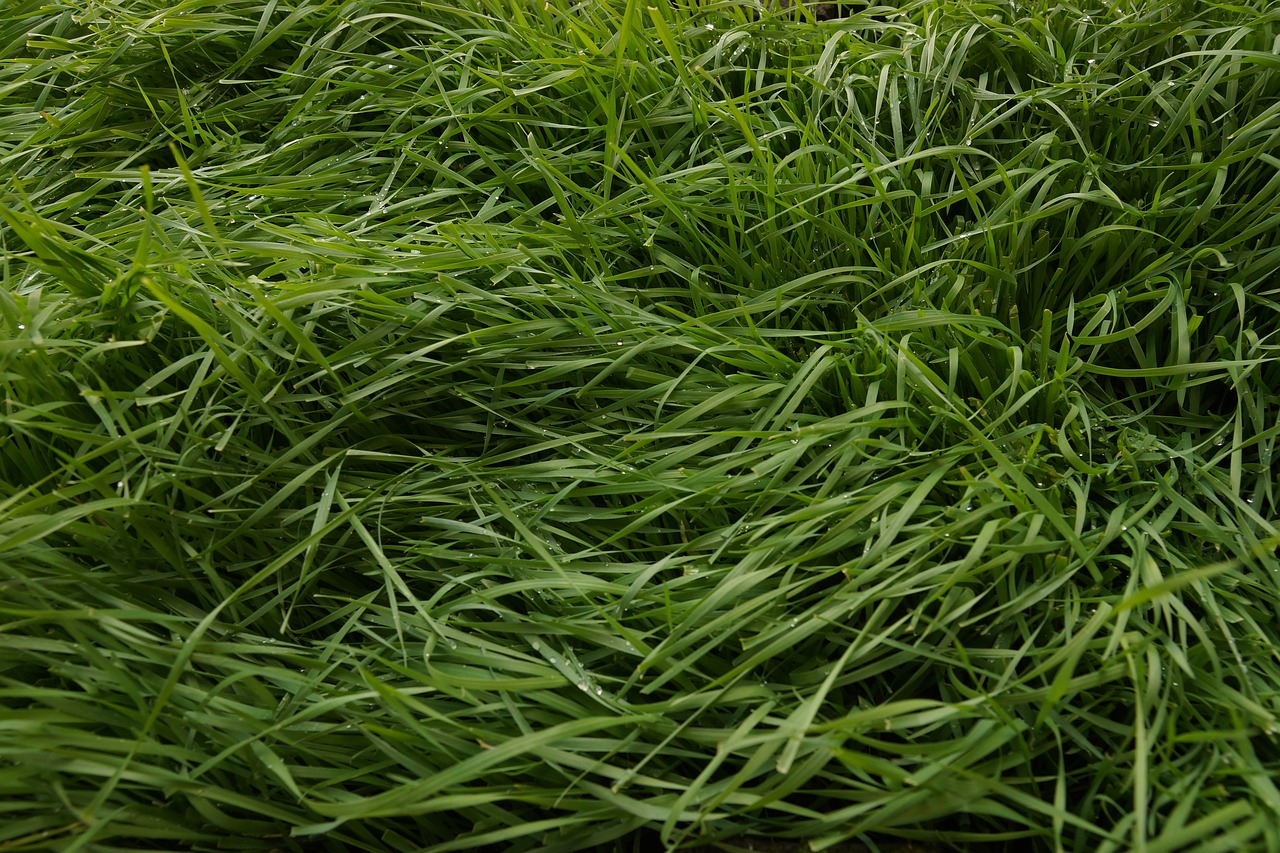 grass  field  green free photo