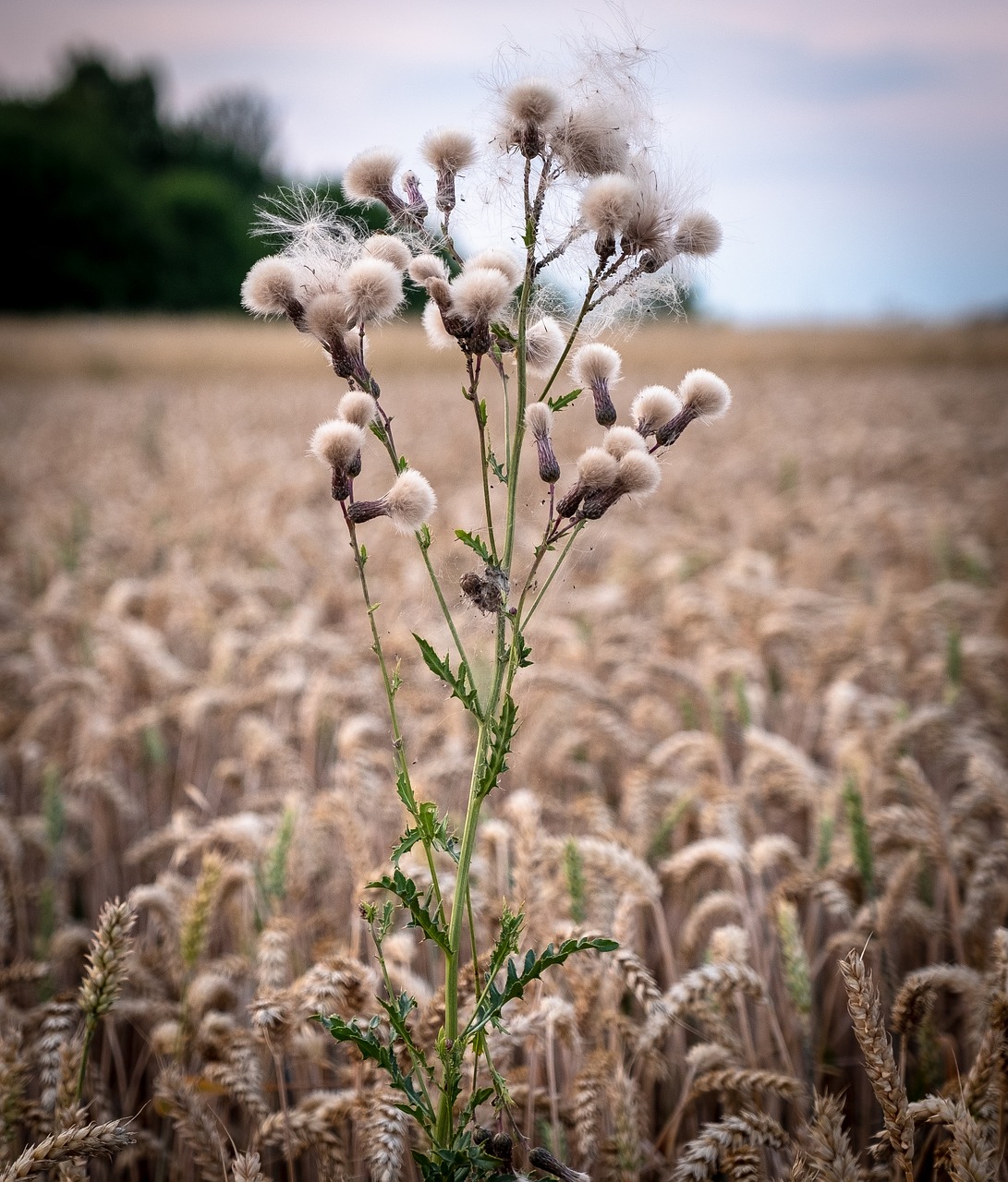 grass  bush  wheat free photo