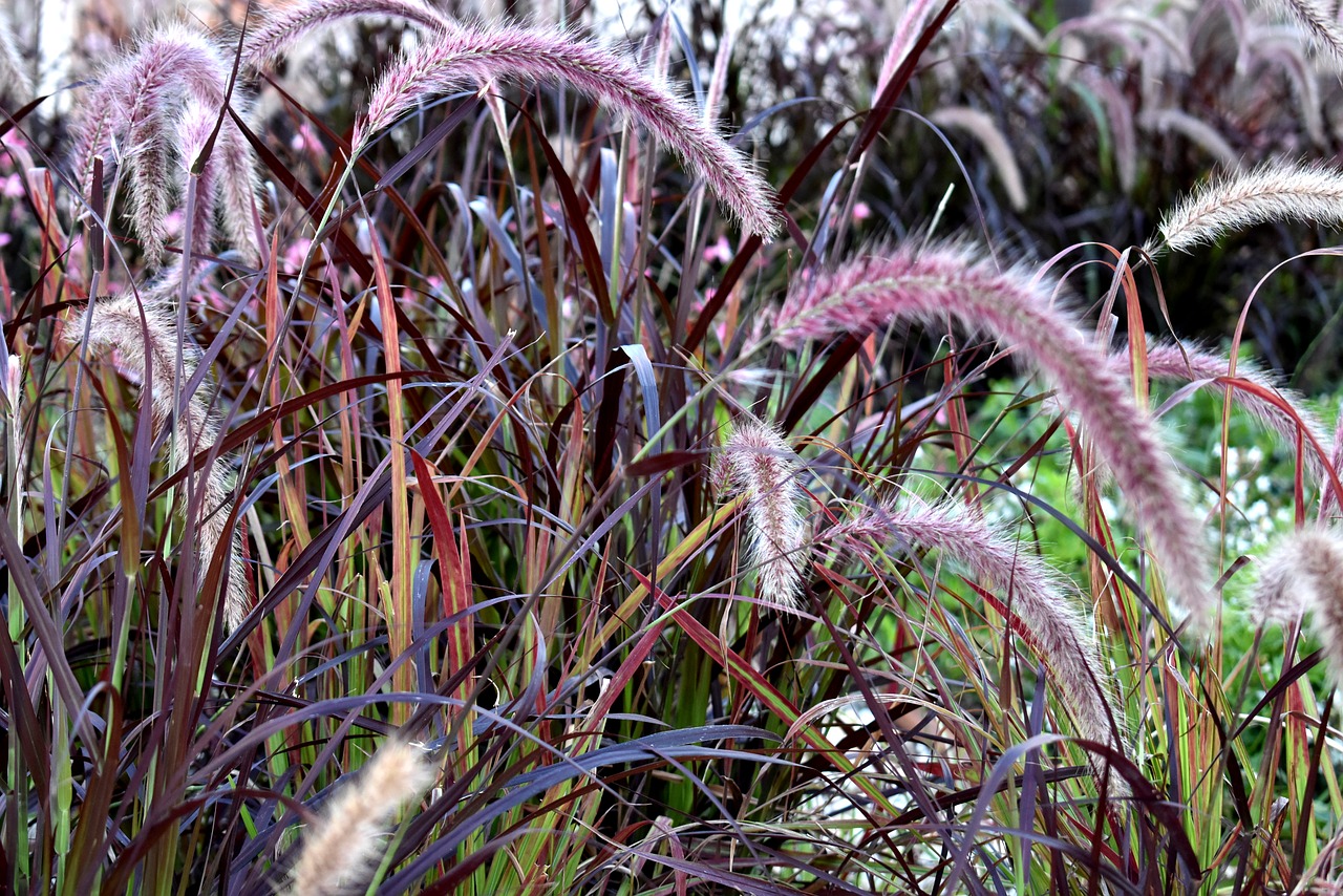 grass  purple fountain grass  plant free photo