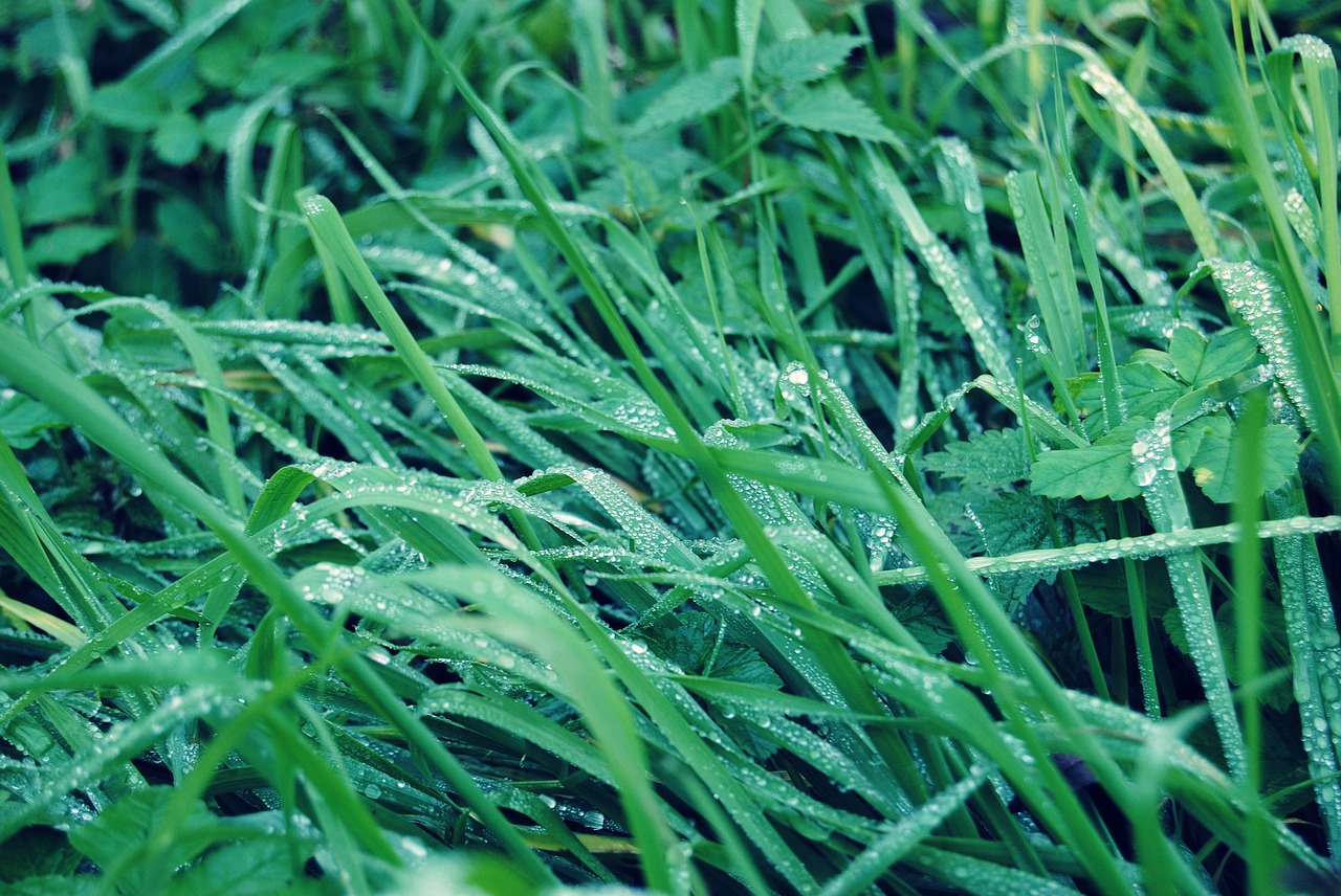 grass  rain  drops free photo