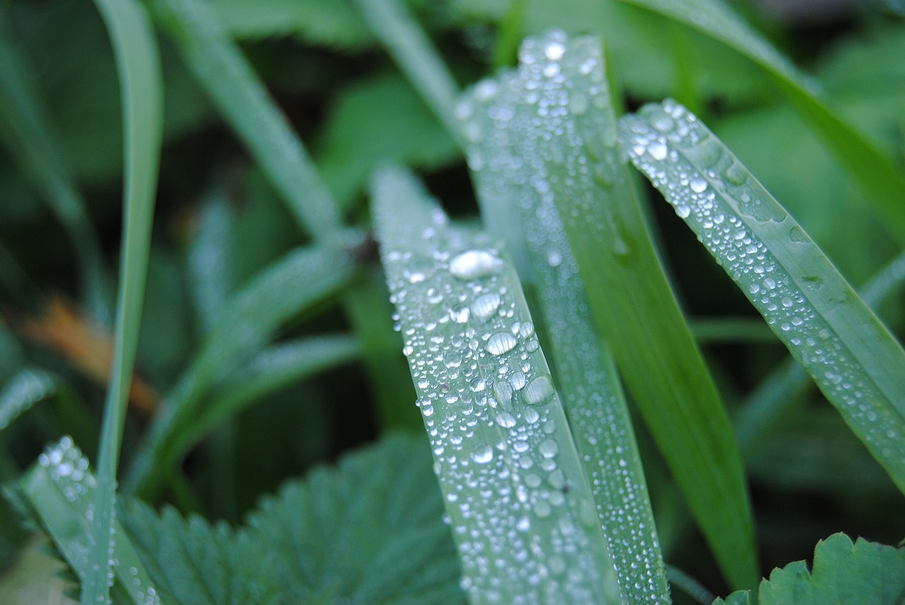 grass  rosa  green free photo