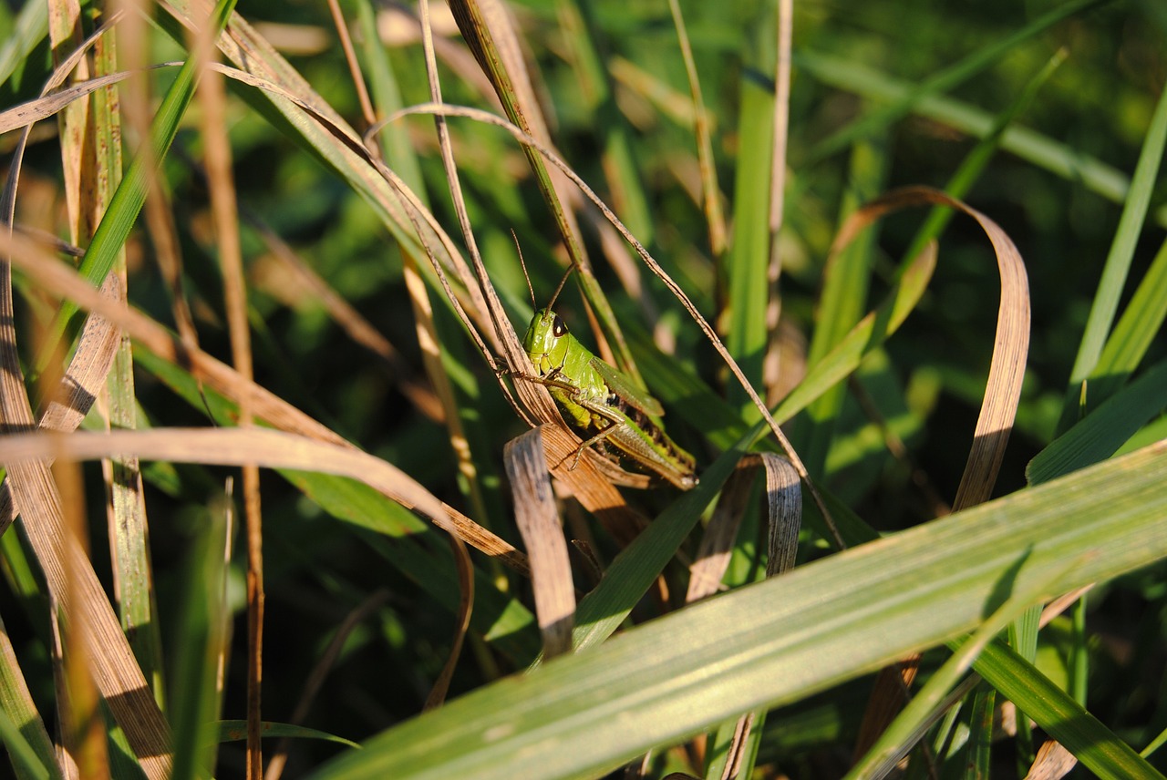 grass  autumn  tettigonia viridissima free photo