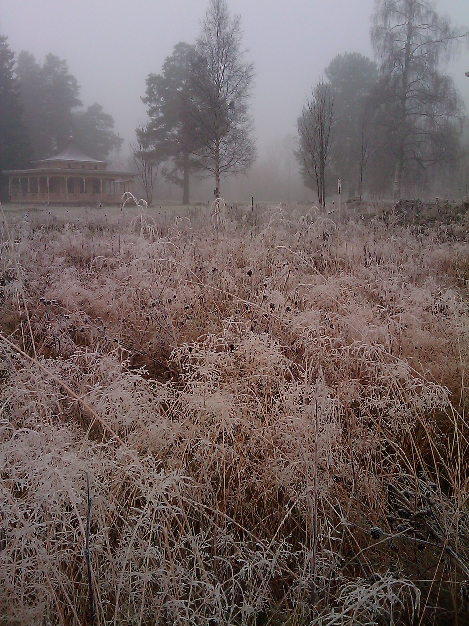 grass frost bureå free photo