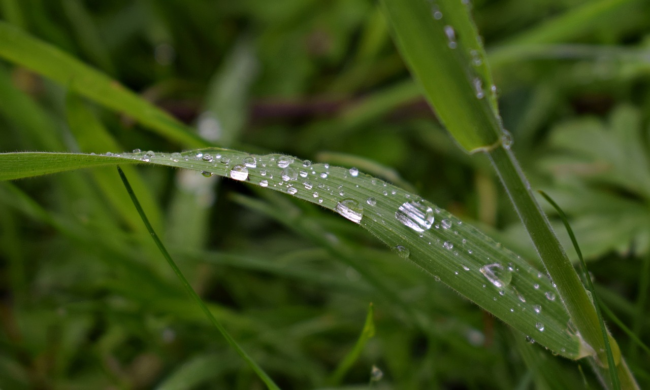 grass  green  drop of water free photo