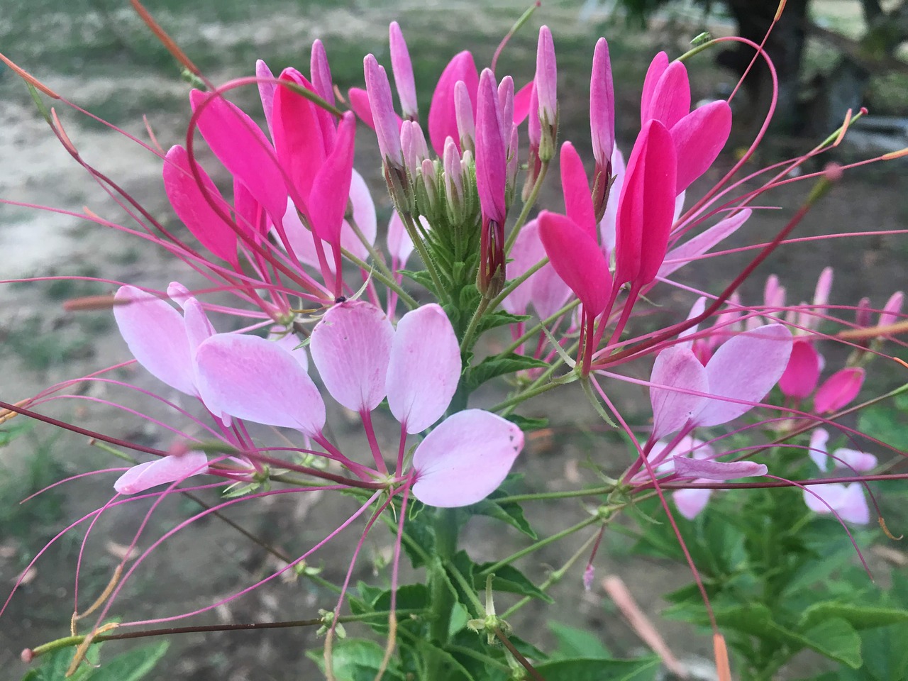 grass  nature  flowers free photo