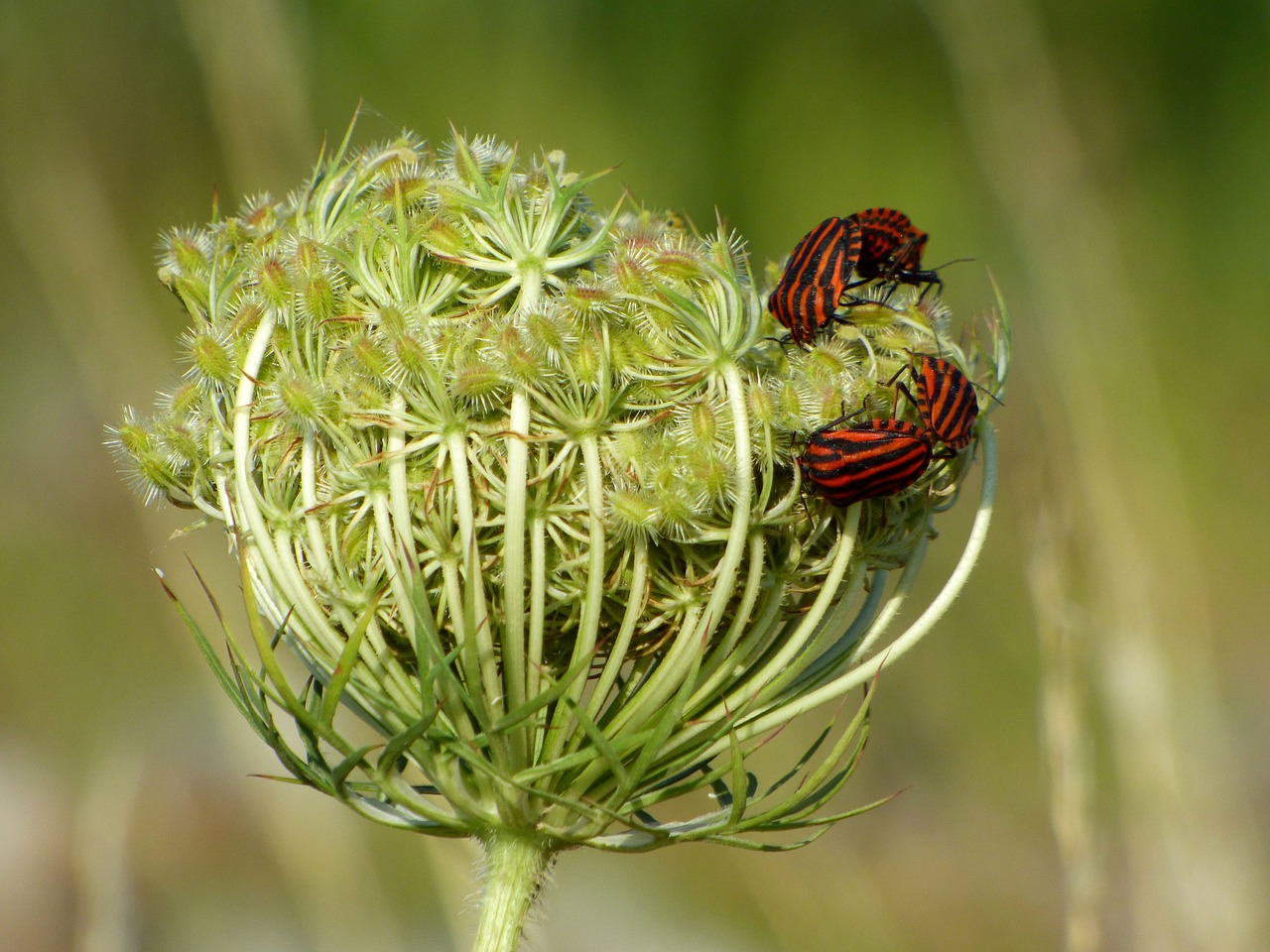 grass  wild  insects free photo