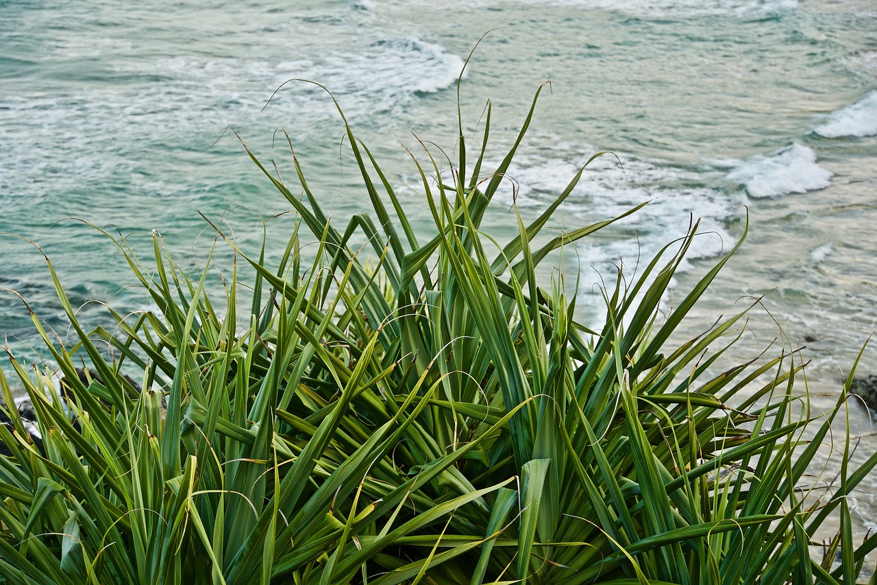 grass  sea  nature free photo