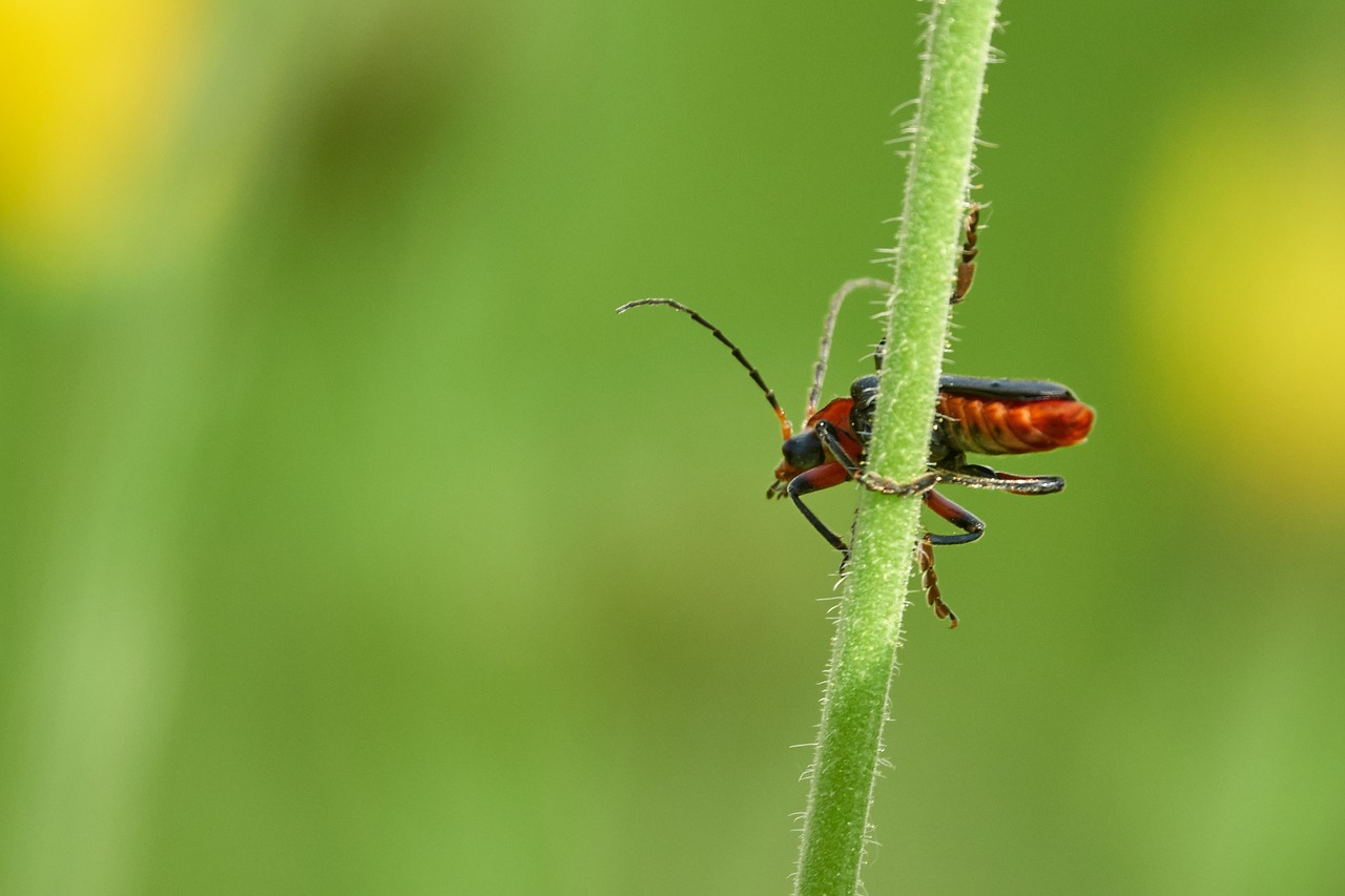 grass  beetle  red free photo