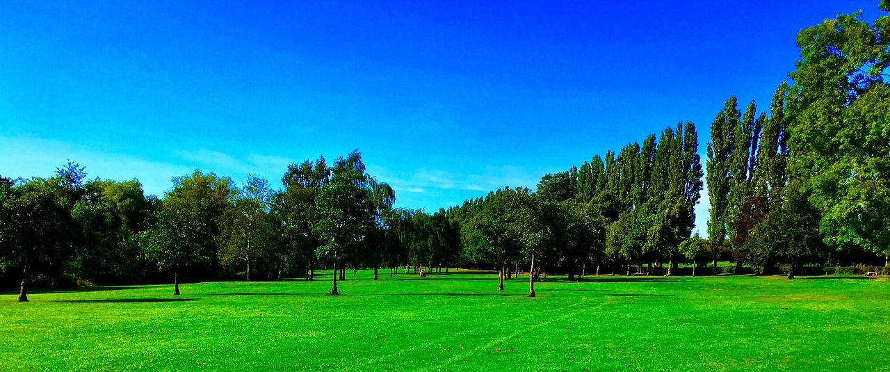 grass  hayfield  nature free photo