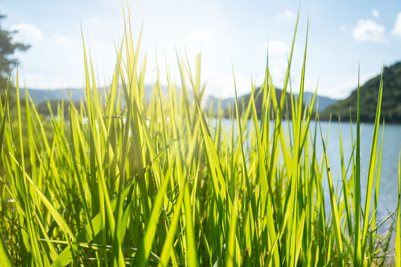 grass  thatched  backlighting free photo