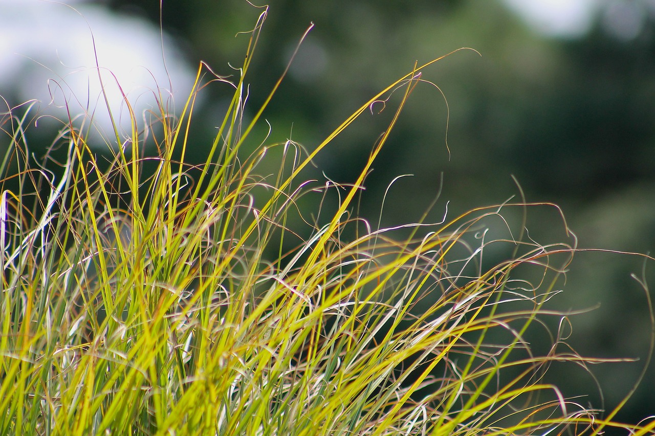 grass  golf  green free photo