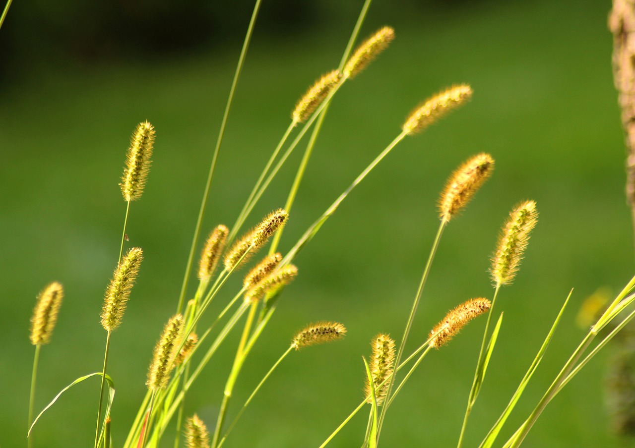 grass  summer  nature free photo