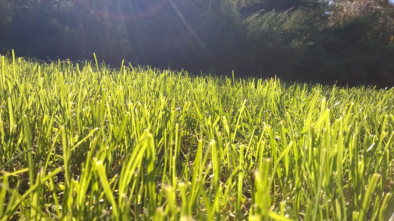 grass  nature  green free photo