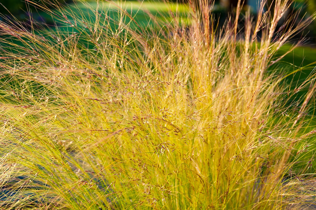 grass back light halme free photo