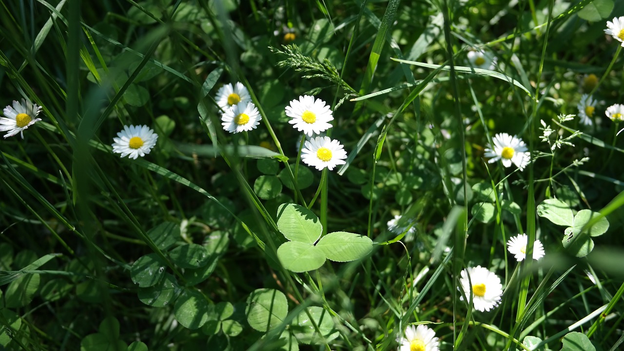 grass  green  spring free photo