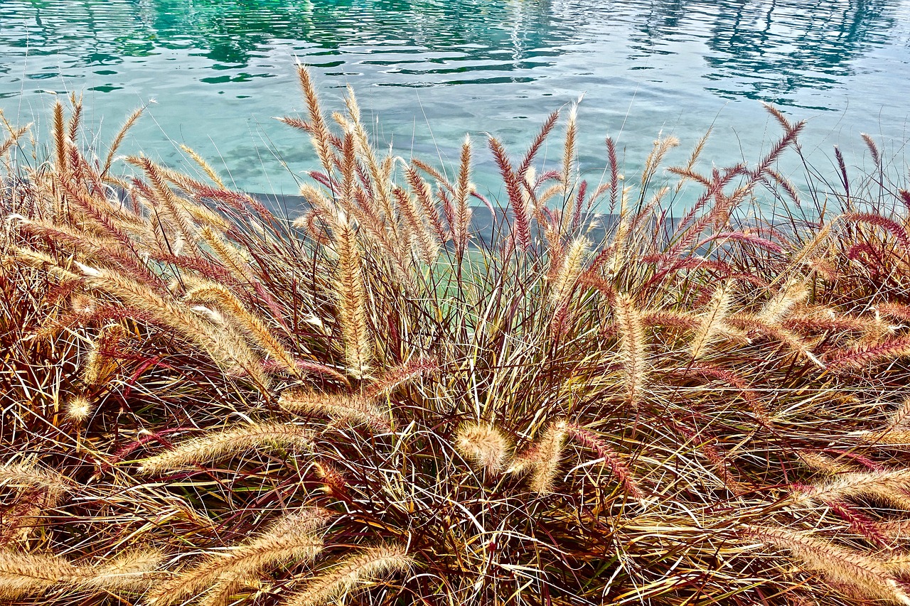 grass  reeds  lake free photo