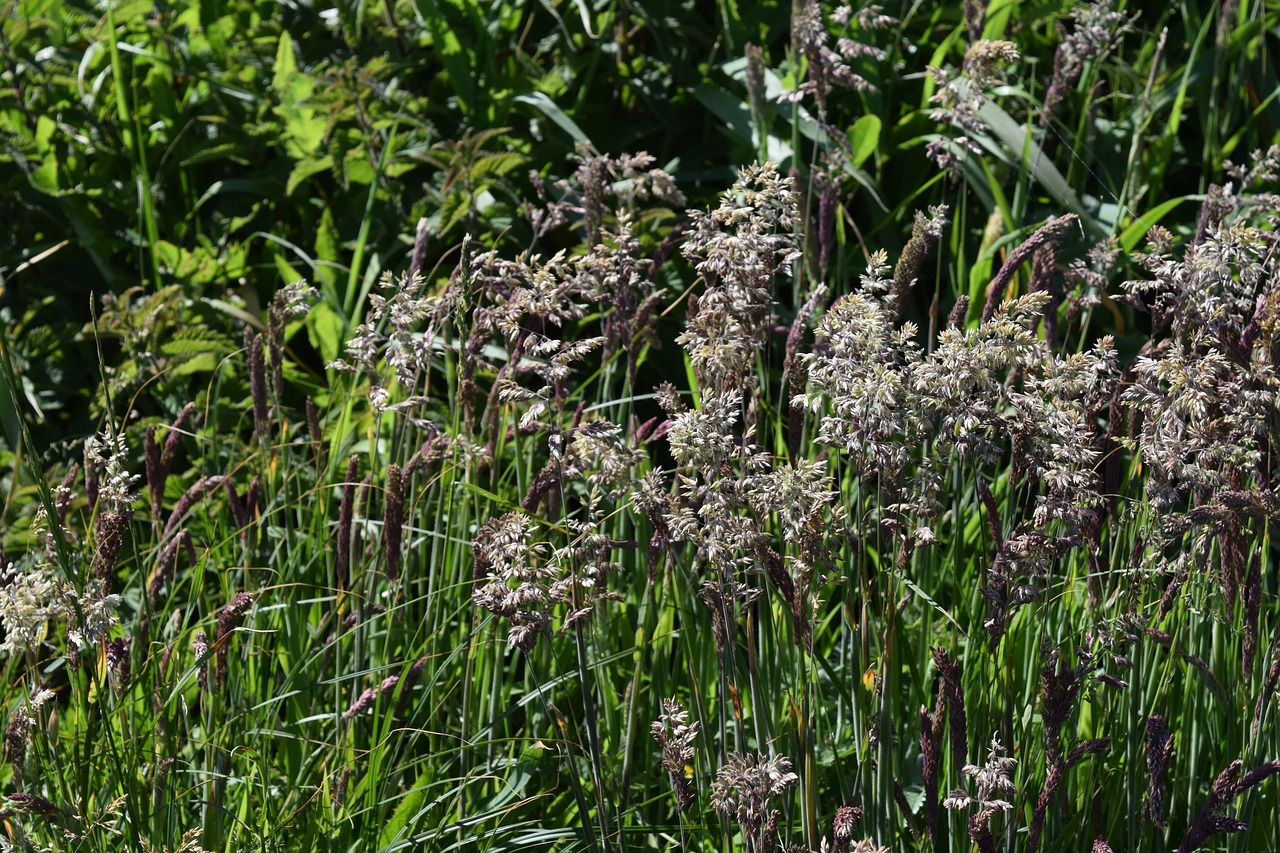 grass  grasses  nature free photo