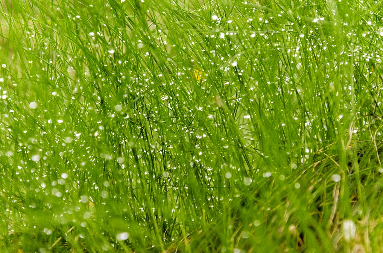 grass  dew  green free photo