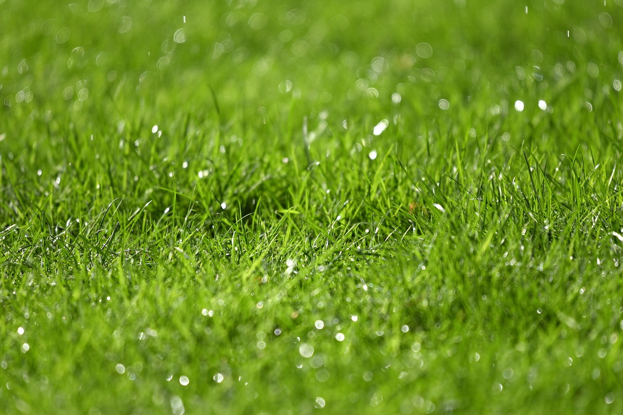 grass  rain drops  droplets free photo
