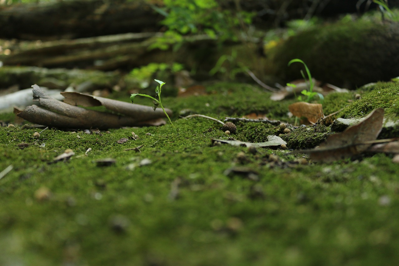 grass  moss  nature free photo