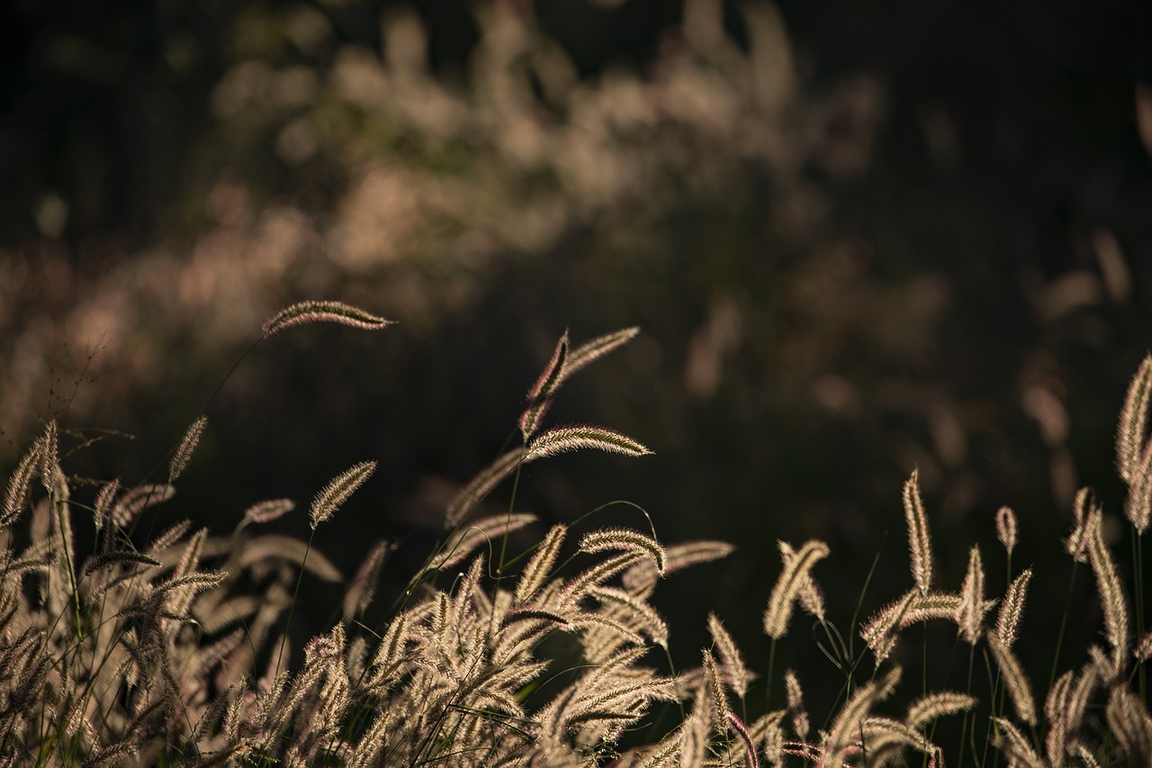 grass  evening sun  sunset free photo