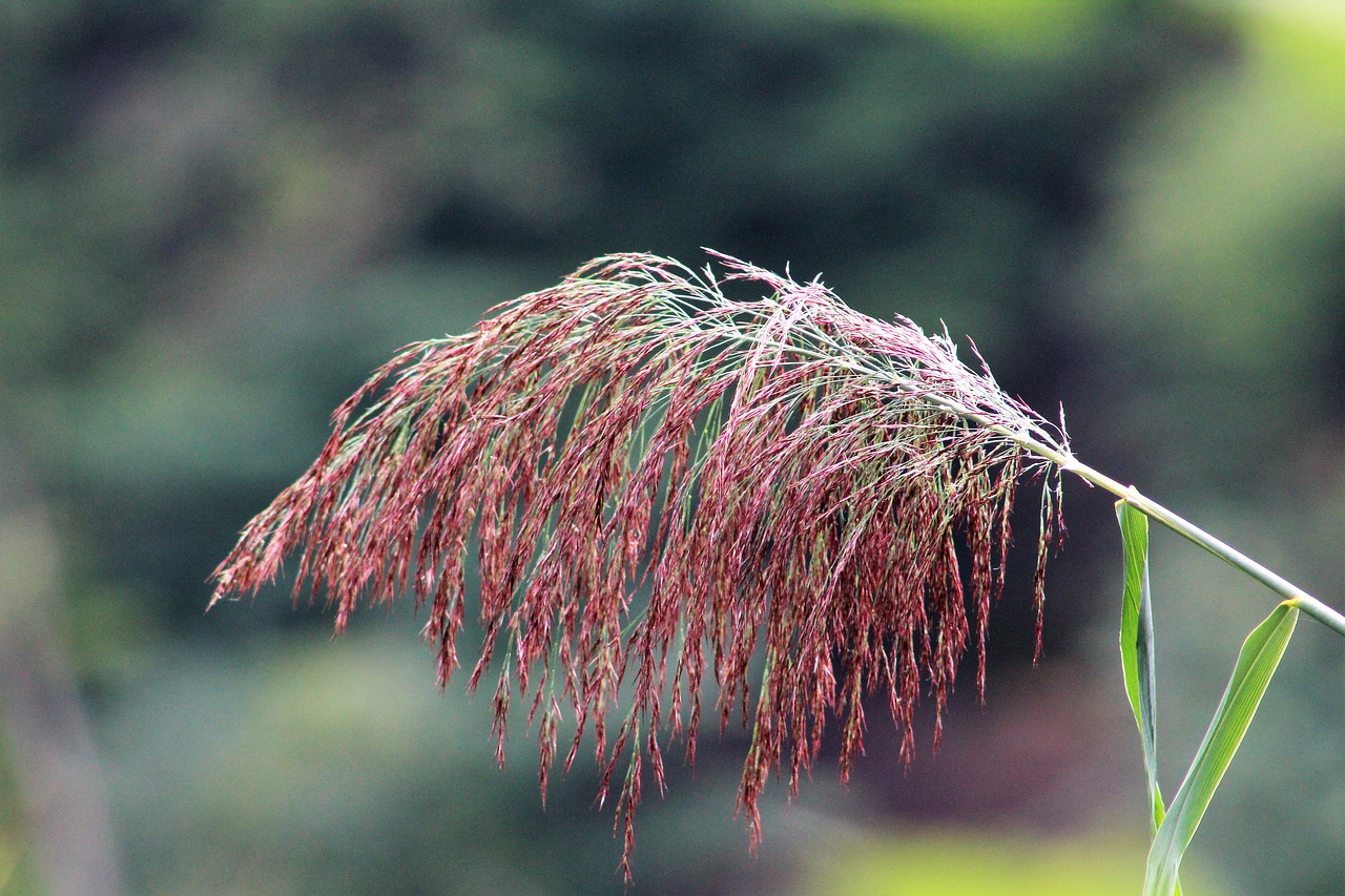 grass  nature  autumn free photo